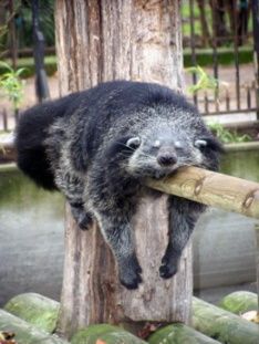otero_vi's tweet photo. @zeroareazero Va a llegar el nerdo con las weas más desconocidas pero el binturong y dragón de komodo xD me gustan porque tengo mucha historia con ellos xD pero weno mucho lore y weno los mapaches porque soy uno https://t.co/CE44YYvies