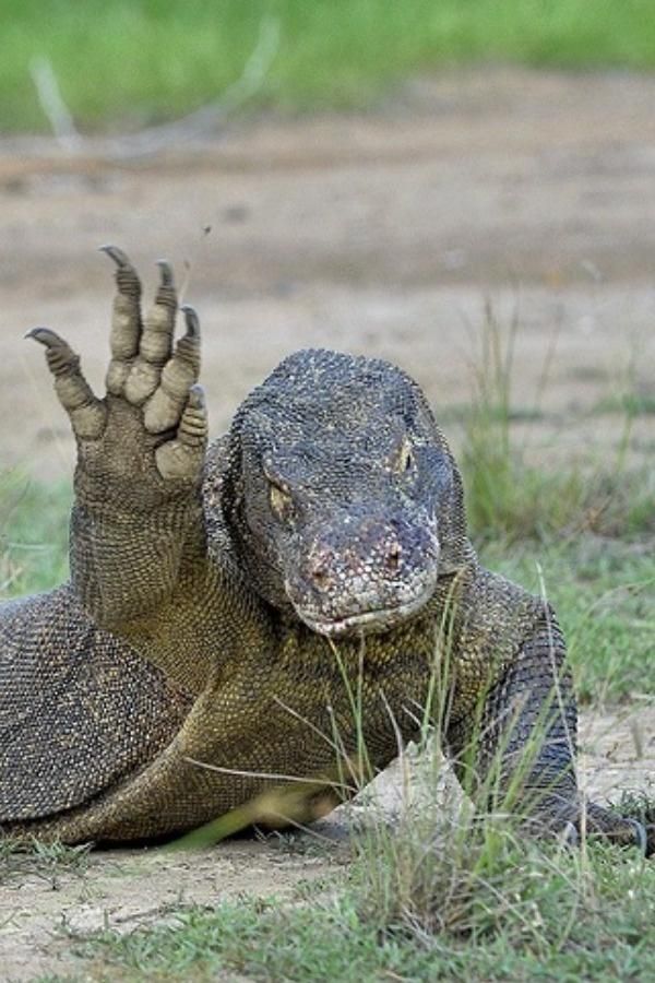 otero_vi's tweet photo. @zeroareazero Va a llegar el nerdo con las weas más desconocidas pero el binturong y dragón de komodo xD me gustan porque tengo mucha historia con ellos xD pero weno mucho lore y weno los mapaches porque soy uno https://t.co/CE44YYvies