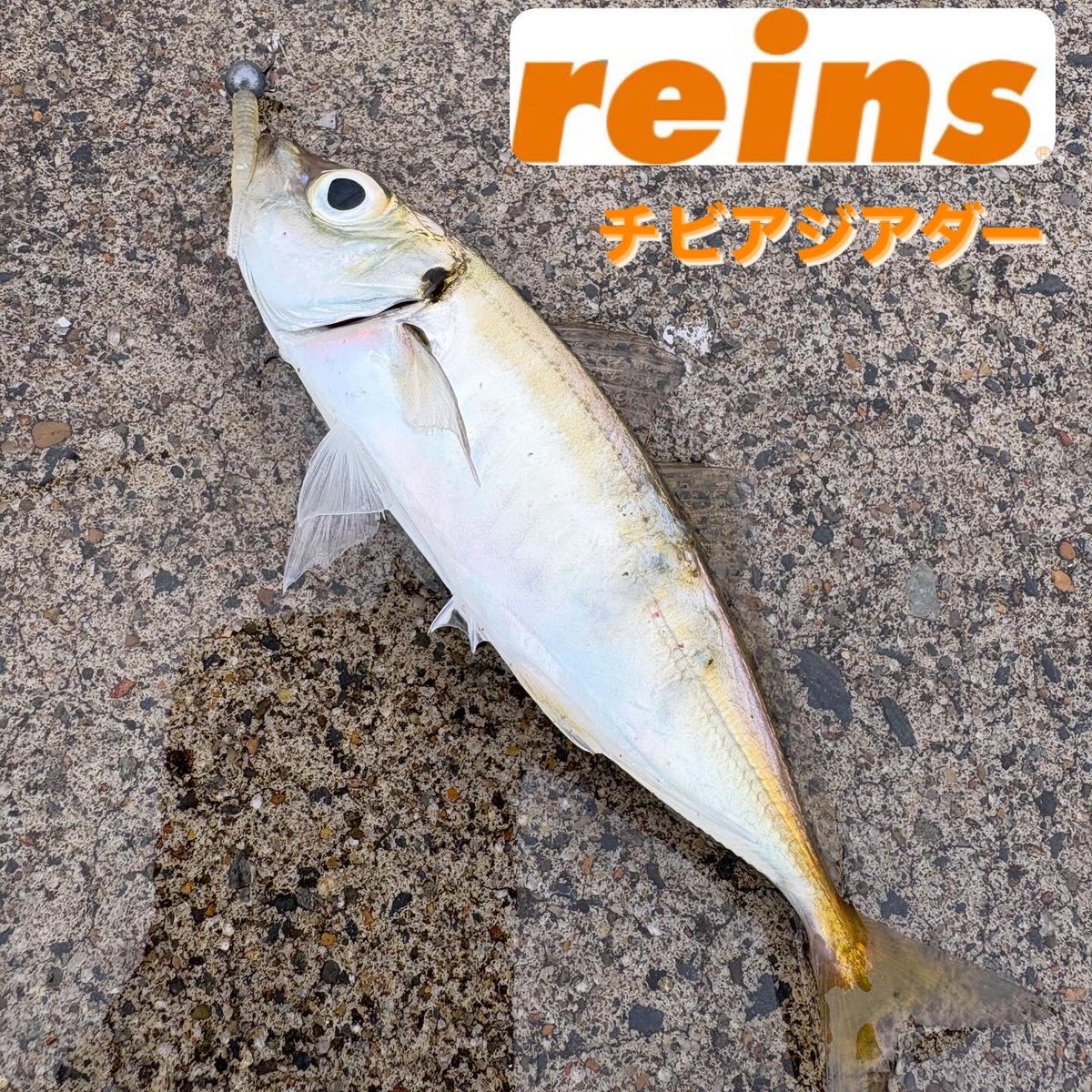yuji1981_'s tweet photo. 久しぶりのライトゲーム。
リフトフォールの長ーいフォールに好反応。
ダートも反応良いけど、小さいカマスにリーダーボロボロにされ続けたんで封印。
近々またやりたい。

#simano 
#reinsfishing 
#reins
#チビアジアダー 
#アジング
#ソアレbbs76ul 
#ソアレbbc2000 
#rapinova_x  0.3号
#rapala https://t.co/9sThyk1CSJ