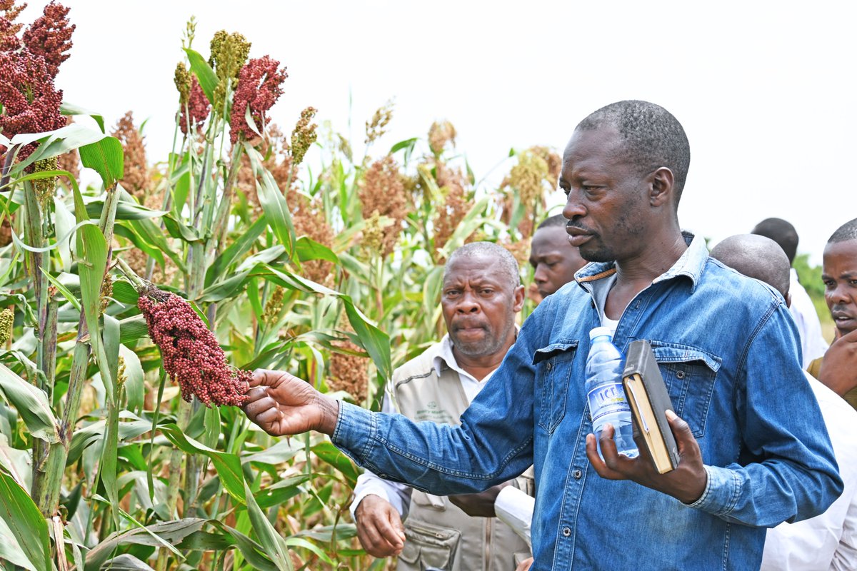 FAOUganda's tweet photo. As stressors like erratic rains, disease &amp; poor soil health rise, new varieties for integral crops like #sorghum are vital.

Under the @FAO - #China - #Uganda South-South Cooperation, with @MAAIF_Uganda, we invited #Luwero farmers to #assess new sorghum #varieties under trial. https://t.co/p6v6PJtltu