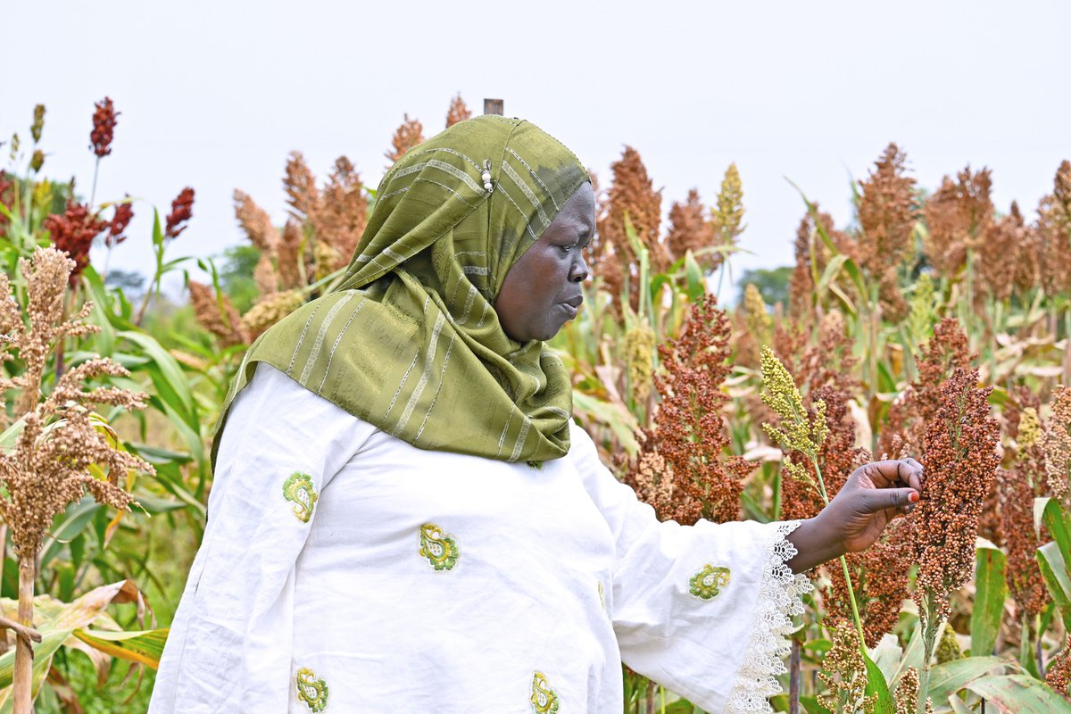 FAOUganda's tweet photo. As stressors like erratic rains, disease &amp; poor soil health rise, new varieties for integral crops like #sorghum are vital.

Under the @FAO - #China - #Uganda South-South Cooperation, with @MAAIF_Uganda, we invited #Luwero farmers to #assess new sorghum #varieties under trial. https://t.co/p6v6PJtltu