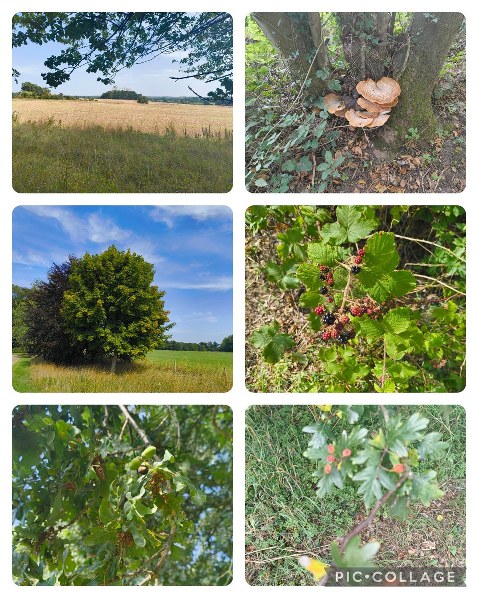 Fields ploughed, blackberries in hedgerows, acorns and toadstools and trees starting to change colour.  Autumn is waiting. Hot today though!