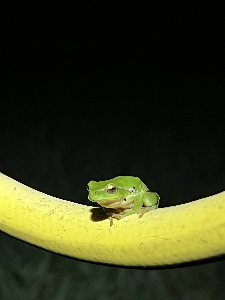 Nice! (Not a green tree frog!)