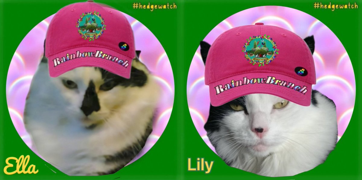 #HedgewatchforJunysek 

Us Little Old Lady Cats dedicate our #Hedgewatch to 🌈Junysek🌈 who has joined us in the land of peace and happiness to run free with Rainbow Branch furriends old and new and are sending soothing purrs to his family ❤️