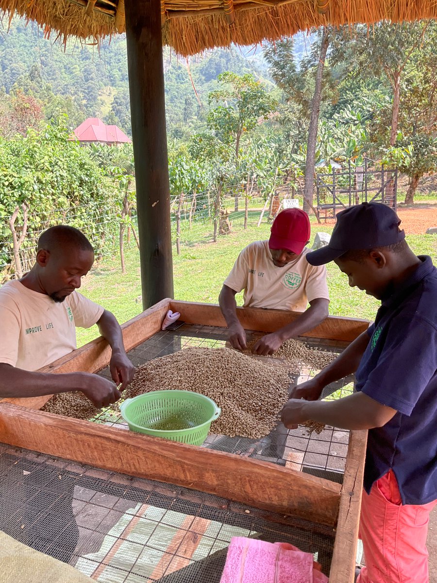 tomceze's tweet photo. #RwenzoriCoffee is waking up and improving quality. Small producers are looking @jica_direct_en direction for help to achieve our goal and sell the best of our coffee directly to @japan. Could @JapanEmb_Uganda advise us please on help available to achieve our goal of #directTrade https://t.co/6qFVieR196