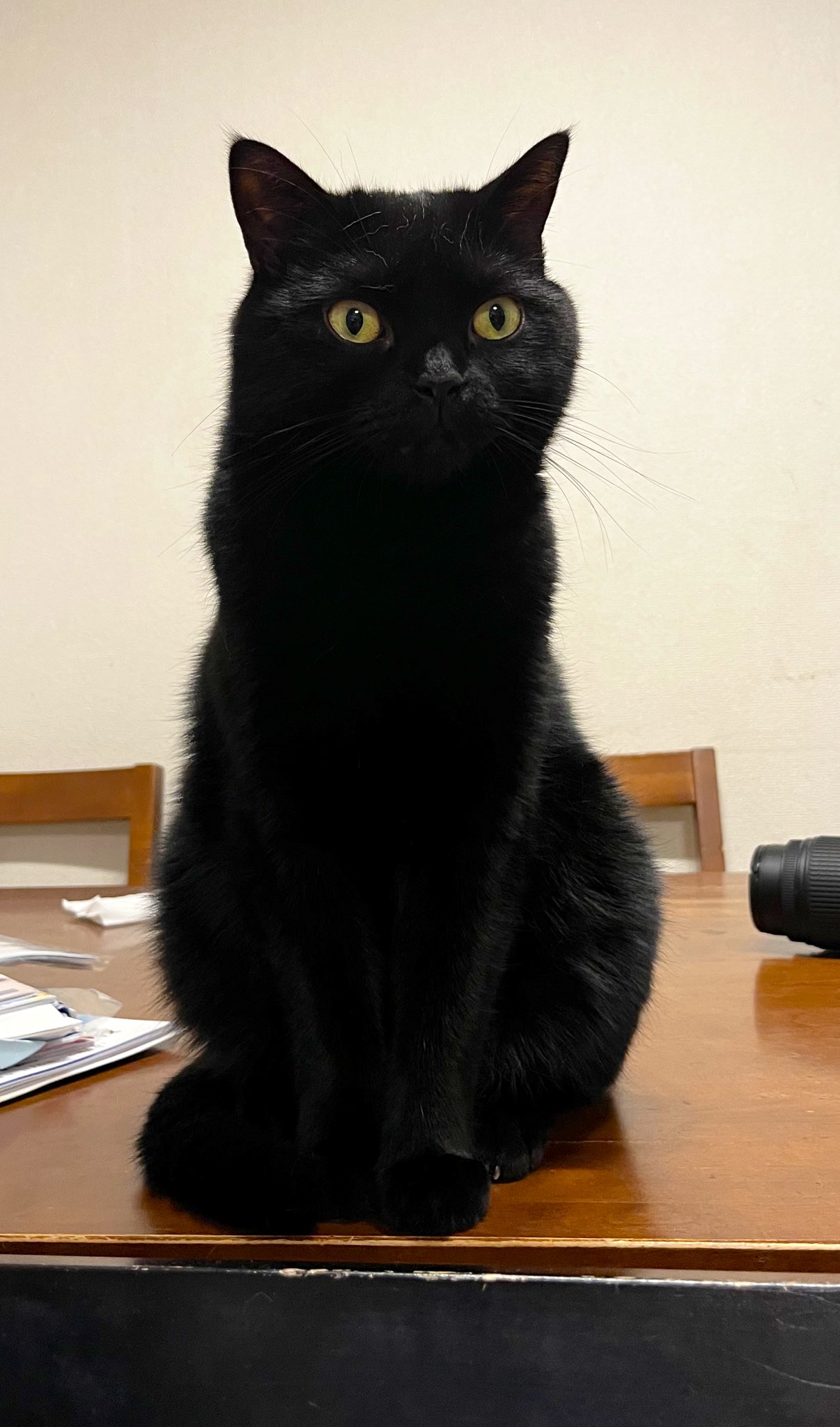 黒猫 Amazon.co.jp: JEKCA ジェッカブロック タキシード猫 02S