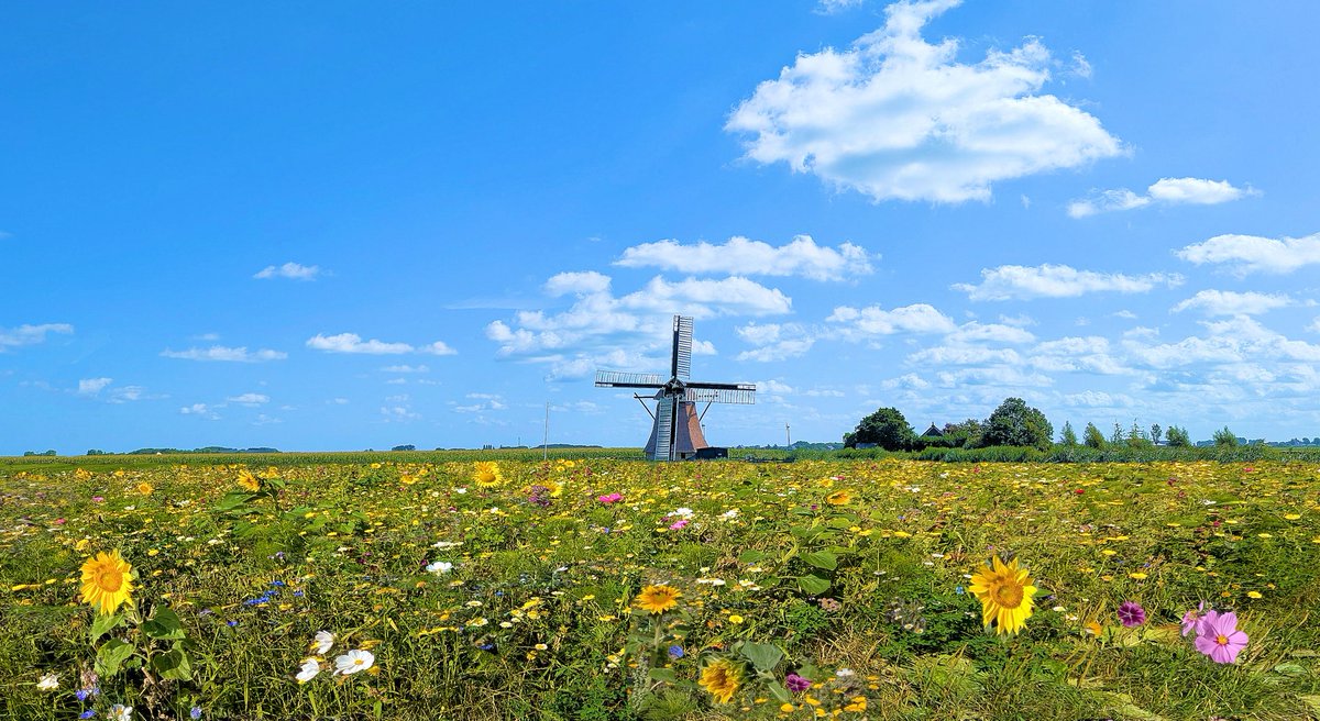 Heerlijke zomerweer.
Wat een mooie bloemrijke bloemenweide.
#Zomer #RTL #weerfoto
<a href="/weerverteller/">Weerverteller.nl</a>⁩ <a href="/BuienRadarNL/">Buienradar</a> <a href="/weermanrobert/">➡️ Robert de Vries</a> ⁦<a href="/MeteoVoorne/">Meteo Voorne Aan Zee</a>⁩ ⁦<a href="/janvissersweer/">JAN VISSER</a>⁩ ⁦<a href="/Weerplaza/">Weerplaza.nl</a>⁩ ⁦
<a href="/onwukaa/">Amara Onwuka</a> <a href="/HartvNL/">Hart van Nederland</a>