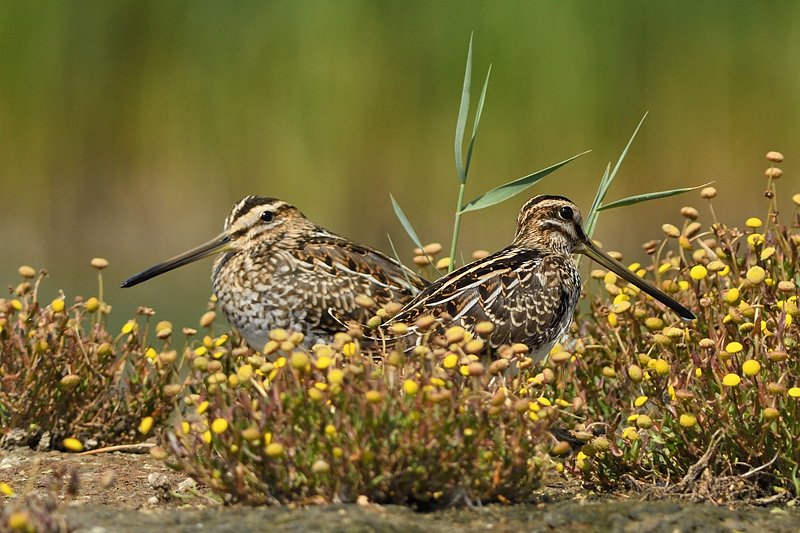Fijne maandag ☀️🍀
