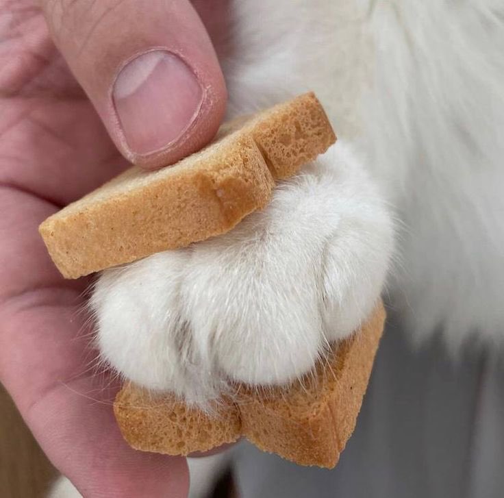 にくきゅうサンド