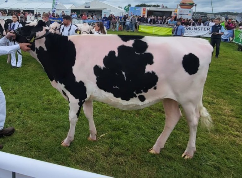 Two years since I last had the show whites on 

Rathard Bullseye Alanna  (incalf to Dropbox sexed)

🏆 Incalf Holstein Heifer  National Livestock Show #tullamoreshow 

Her EX92 dam is on her 11th lactation x MB Luckylady Bullseye

#Semex #IHFA