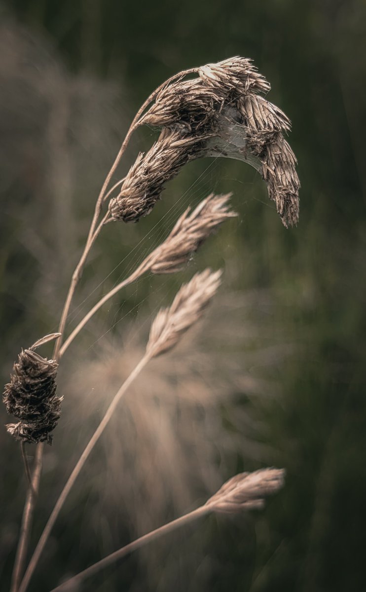 A secret home 🕷️🕸️ 
#NaturePhotography