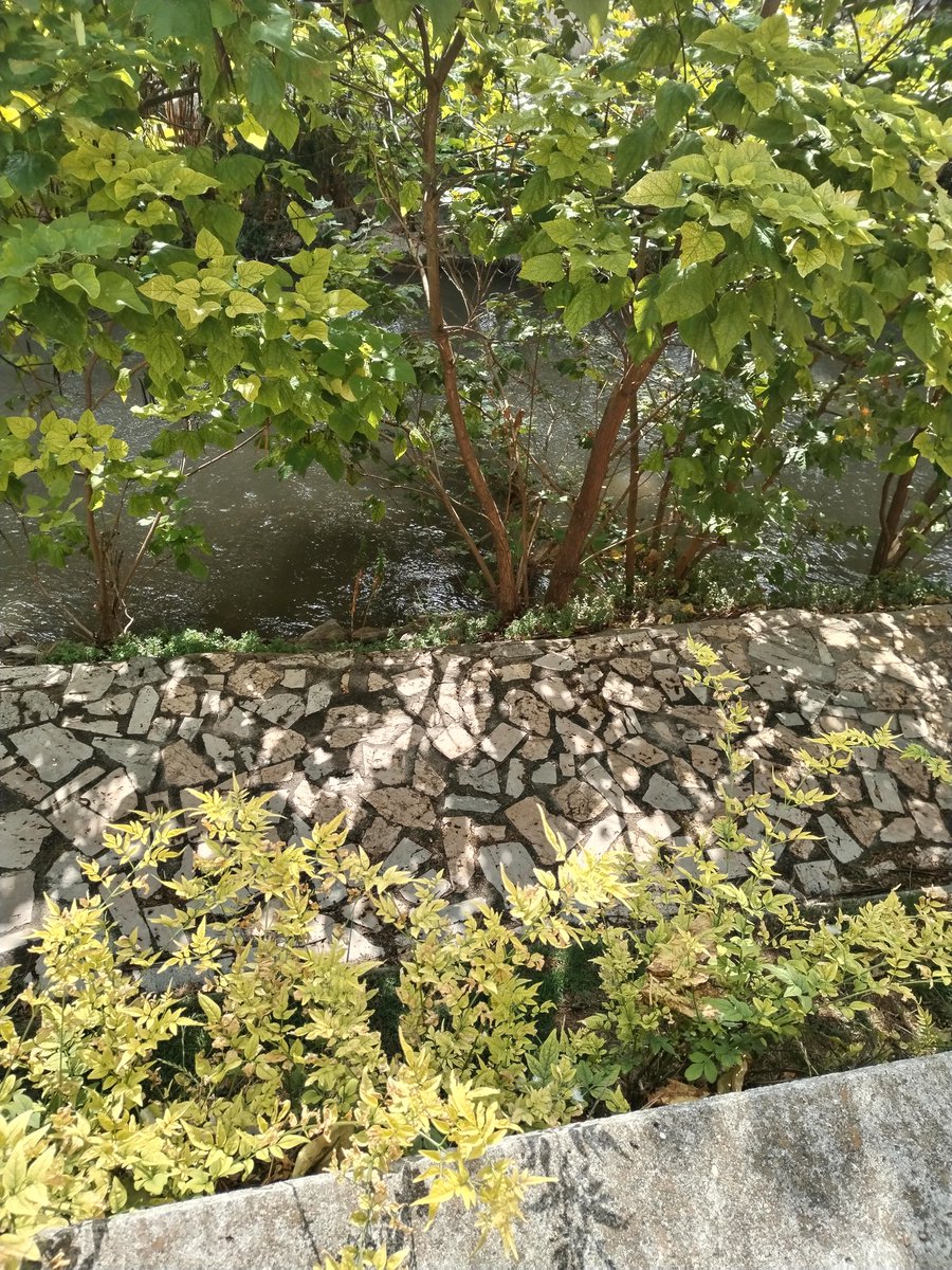 Buenos días. Semana más corta, viernes y fiesta nacional, así  que mucho ánimo a los que no están de vacaciones y a los que están a seguir disfrutando.😘🍀🍀🍀🍀🍀🍀🍀🧄🌿