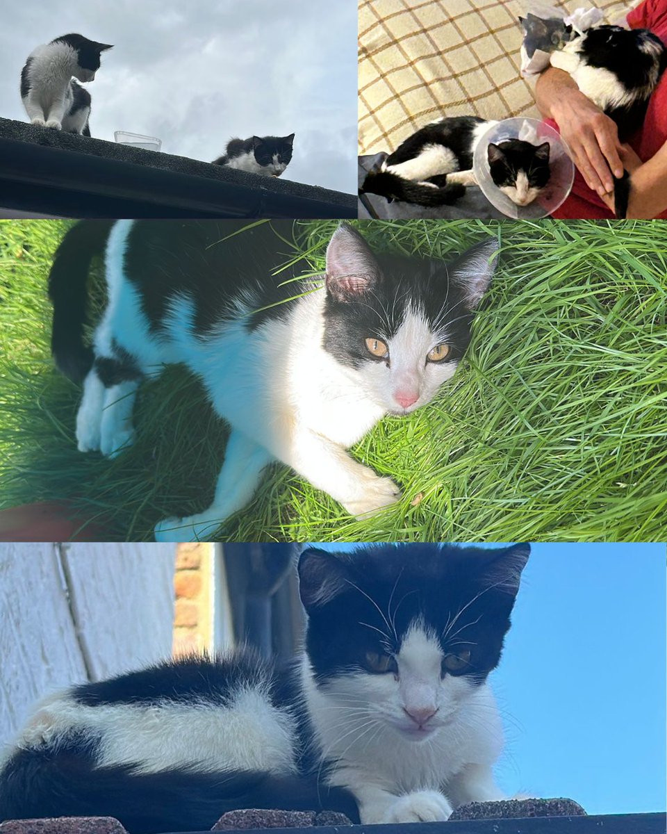 🐾 Meet Luana &amp; Joe – 5-month-old sibling kittens full of ❤️ &amp; curiosity! Playful, cuddly, &amp; inseparable, they’re looking for a loving home with a safe outdoor space. Double the joy, double the snuggles! 💛

📍cats.org.uk/bromley#adopt-…

#RescueIsTheBestBreed #AdoptDontShop