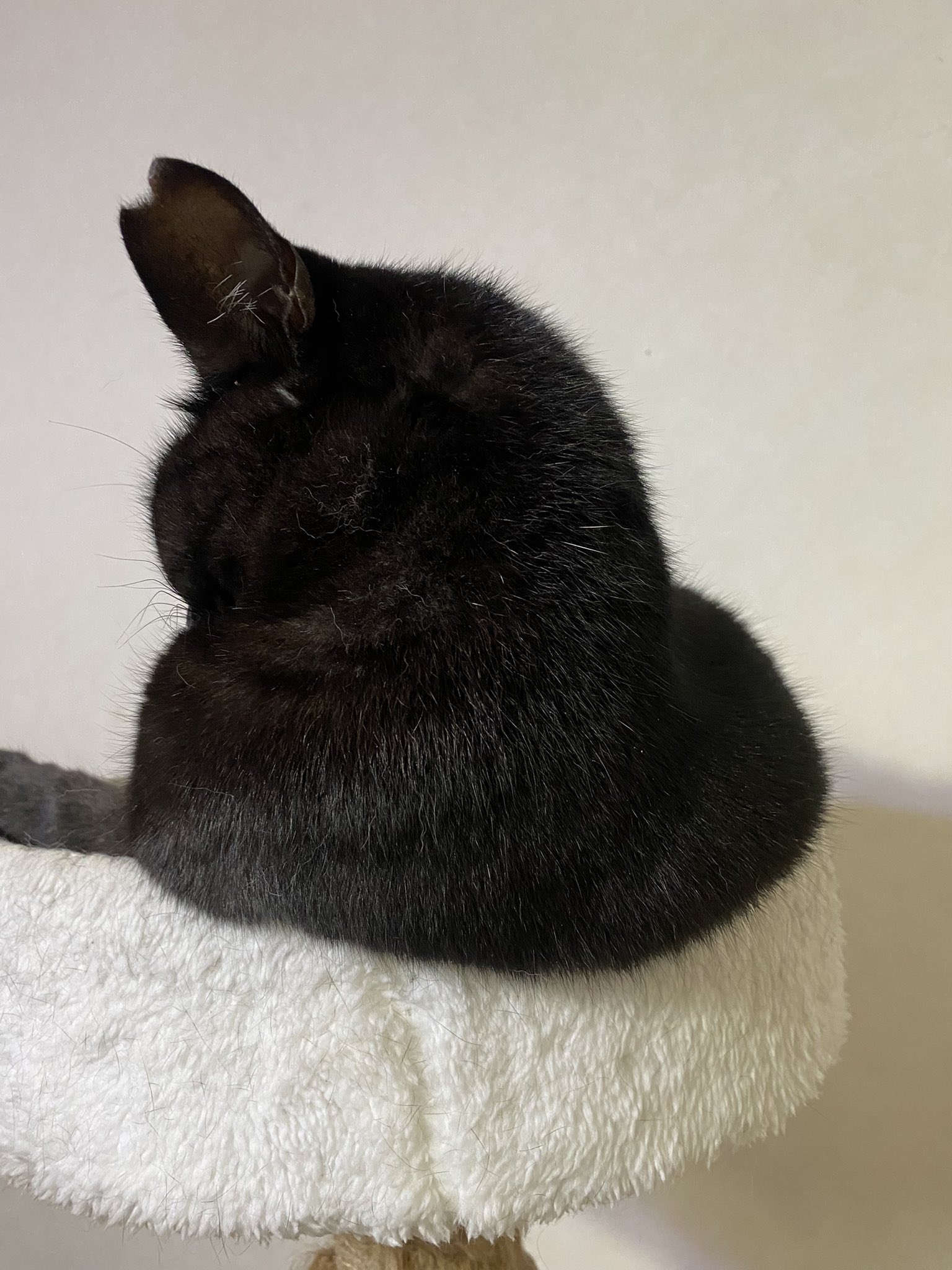 黒猫 30センチ 20-11-17-17-05-53-674_deco-