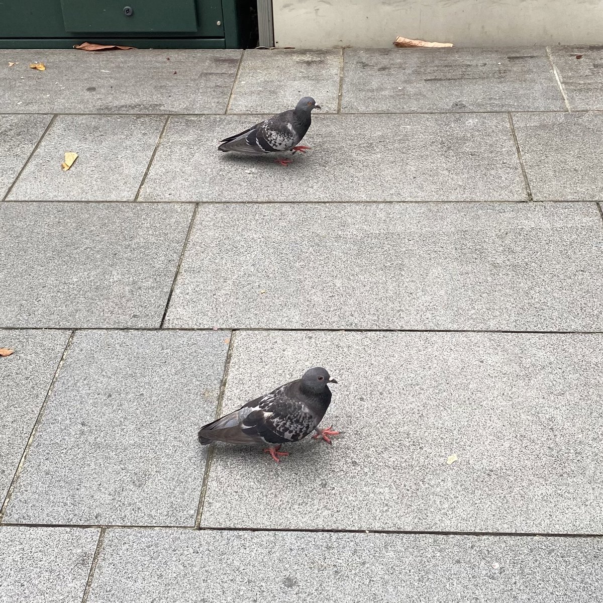 in between daily tweet media