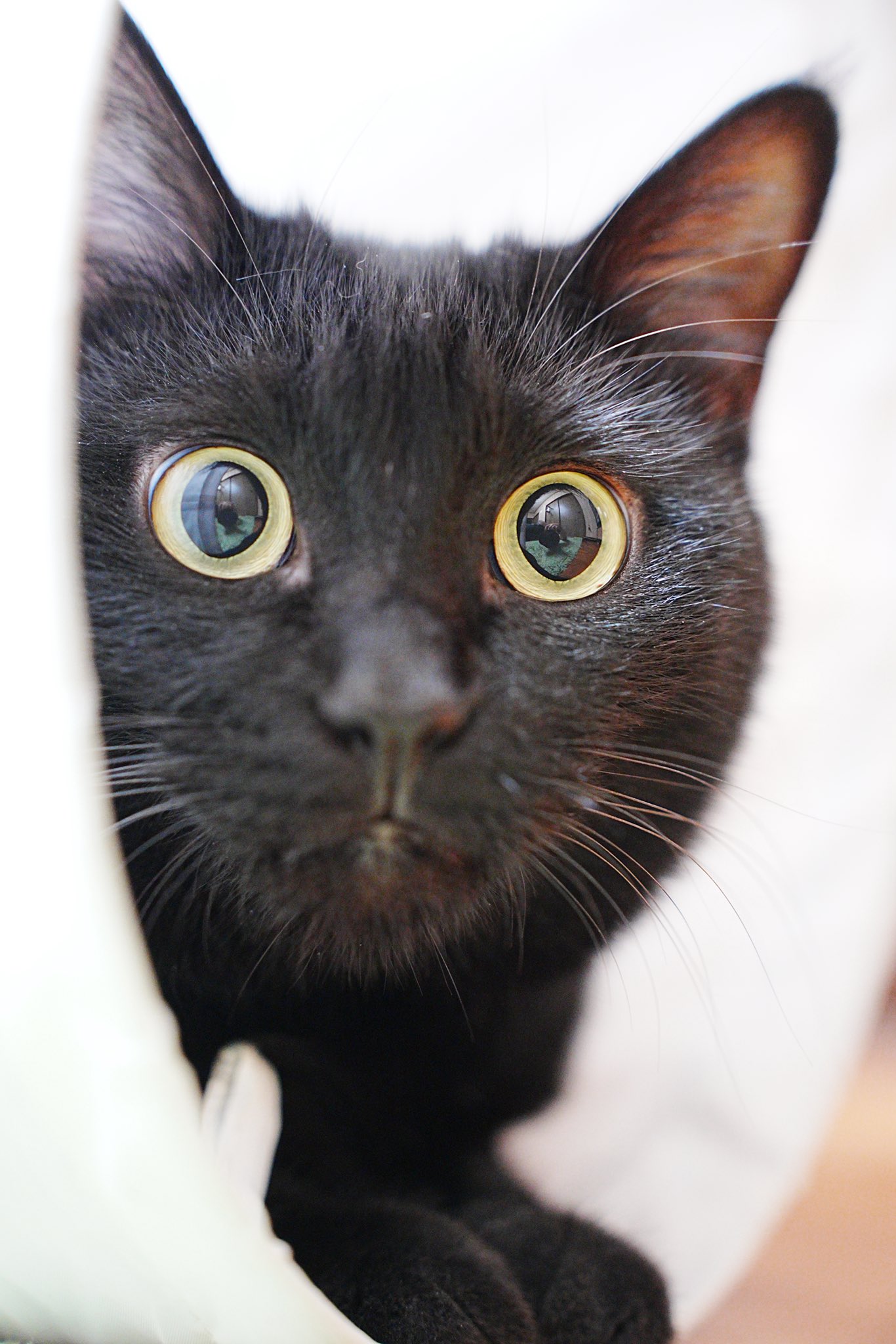 くろねこ 最短即日出荷]<新色追加>くろねこスニーカー[24年2月下旬予約