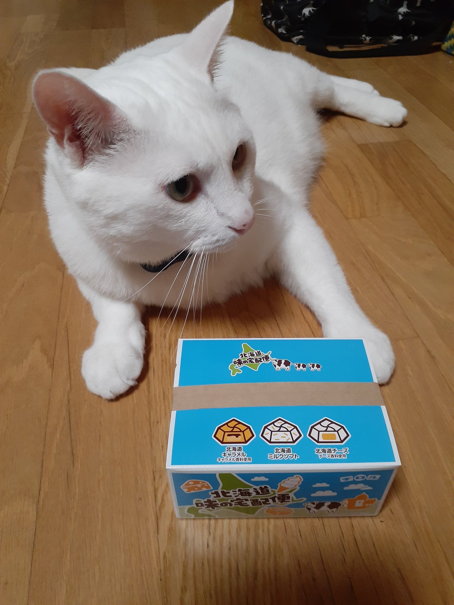 チロル様 リクエスト 11点 まとめ商品 GvTJnq5bUAAXBDY.jpg:large