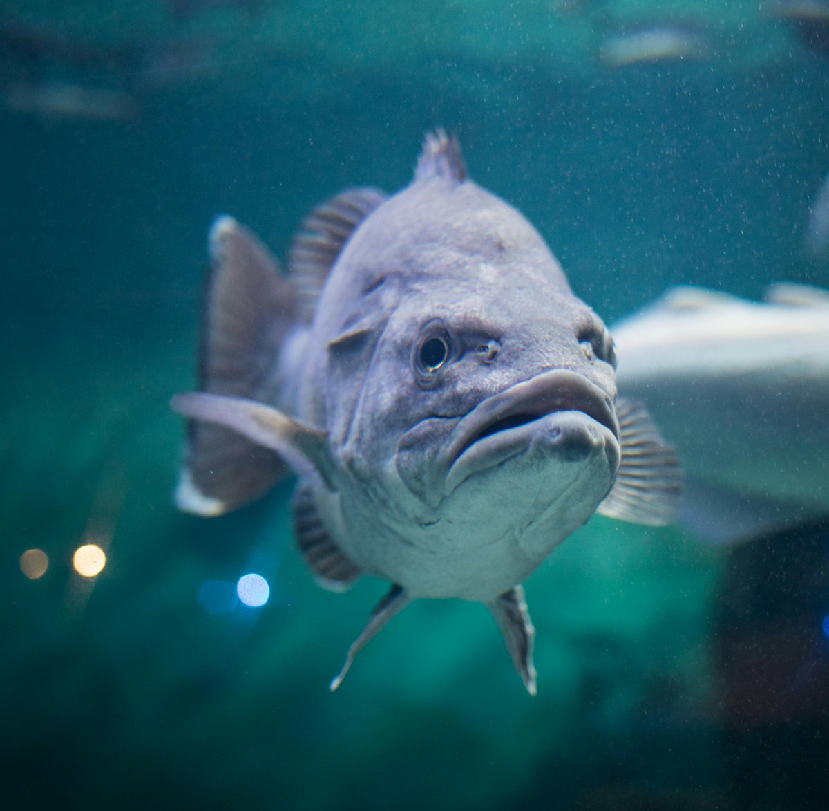 Animals_MDPI's tweet photo. In today's #WhatAnimalsEat feature, we look at the latest in aquaculture nutrition: from oysters and mullet to grouper and prawns.

🧵 Dive in below 👇 #Aquaculture #FishNutrition https://t.co/ero2Ukxt7z