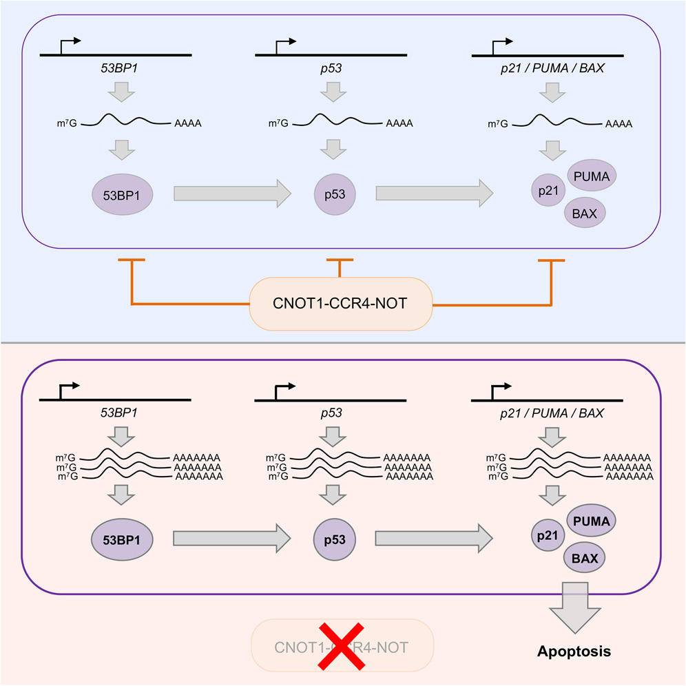 RepliFate (@faterepli) on Twitter photo Another exciting research article from a member of the #RepliFate network!
The <a href="/altmeyerlab/">altmeyerlab</a> identified the CNOT1-CCR4-NOT complex as a multi-level suppressor of the 53BP1-p53-p21 signaling axis.
Check out their findings here: doi.org/10.1016/j.celr… Another exciting research article from a member of the #RepliFate network!
The <a href="/altmeyerlab/">altmeyerlab</a> identified the CNOT1-CCR4-NOT complex as a multi-level suppressor of the 53BP1-p53-p21 signaling axis.
Check out their findings here: doi.org/10.1016/j.celr…