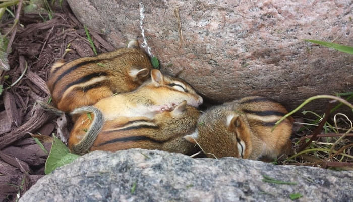 등산갔다가 다람쥐 가족 만난 짤 볼때마다 얼마나 사랑스러운지