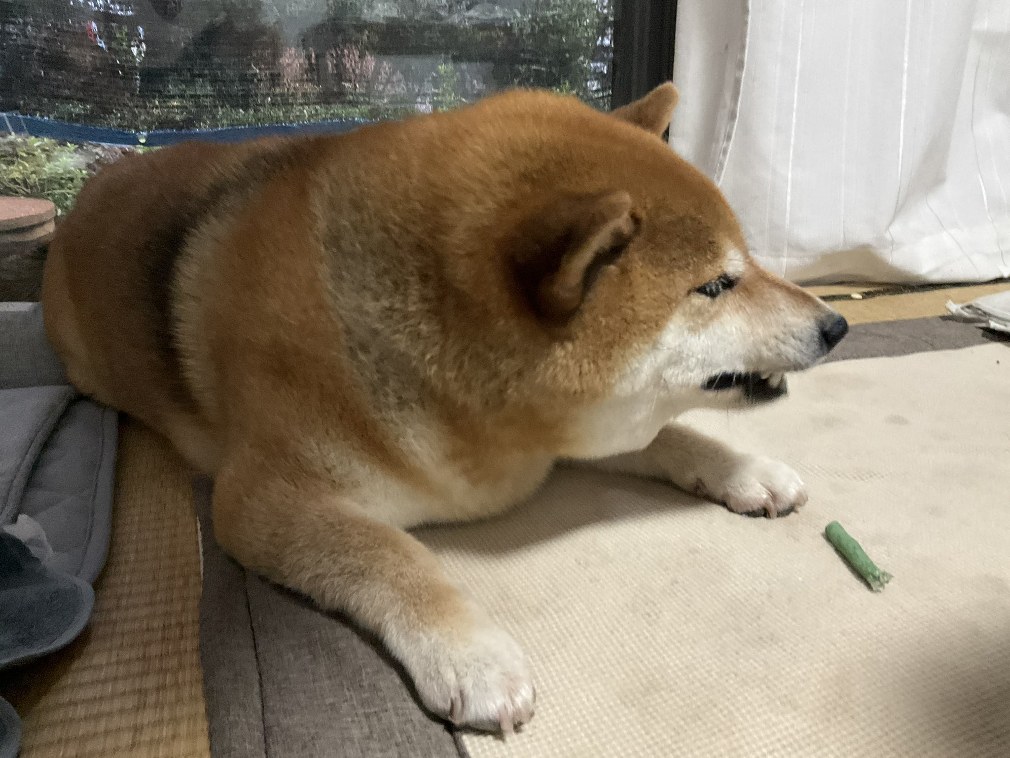 柴犬様 7200 柴犬 伏せ ソフト：おもちゃ：百町森