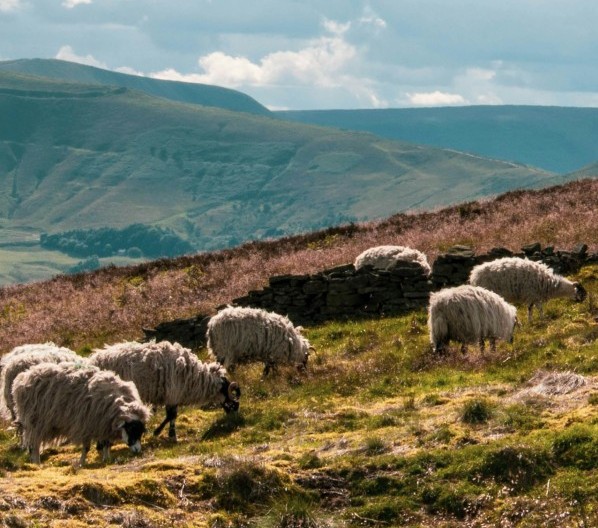 There are only a few free tickets for “Natural preventions and treatments for flystrike in sheep” left⏲️ Hear from sheep farmers using natural alternatives to prevent and treat flystrike, at this East Sussex event: eventbrite.co.uk/e/natural-prev…
