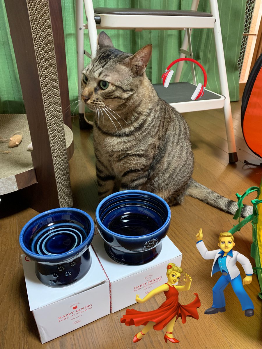 ねこ♡ページ 猫壱 - Search / X