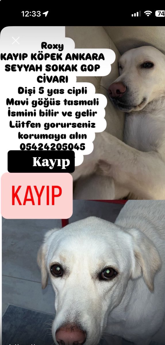 Ankara Çankaya civarı görenlerin dikkatine lütfen.