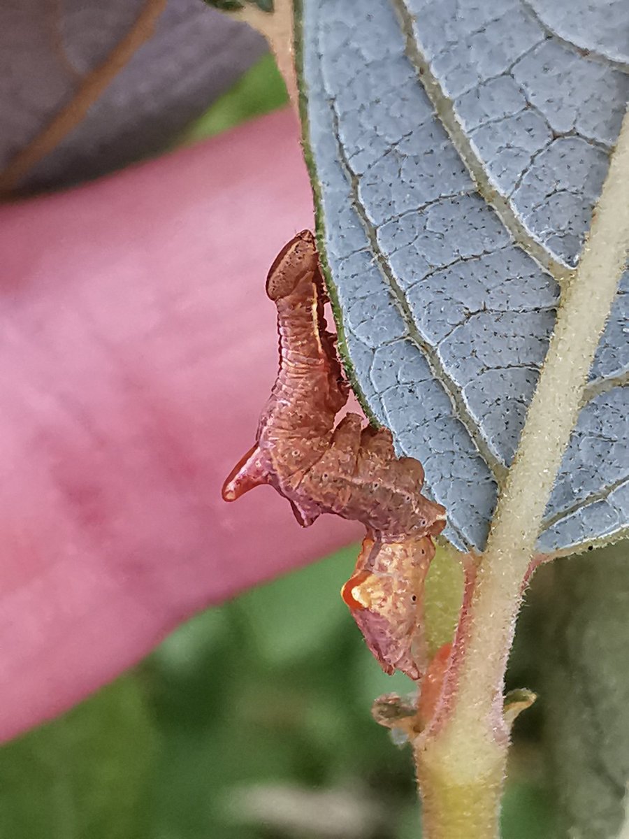 Found 5 of these pebble prominent caterpillars on a willow I'm growing ❤️