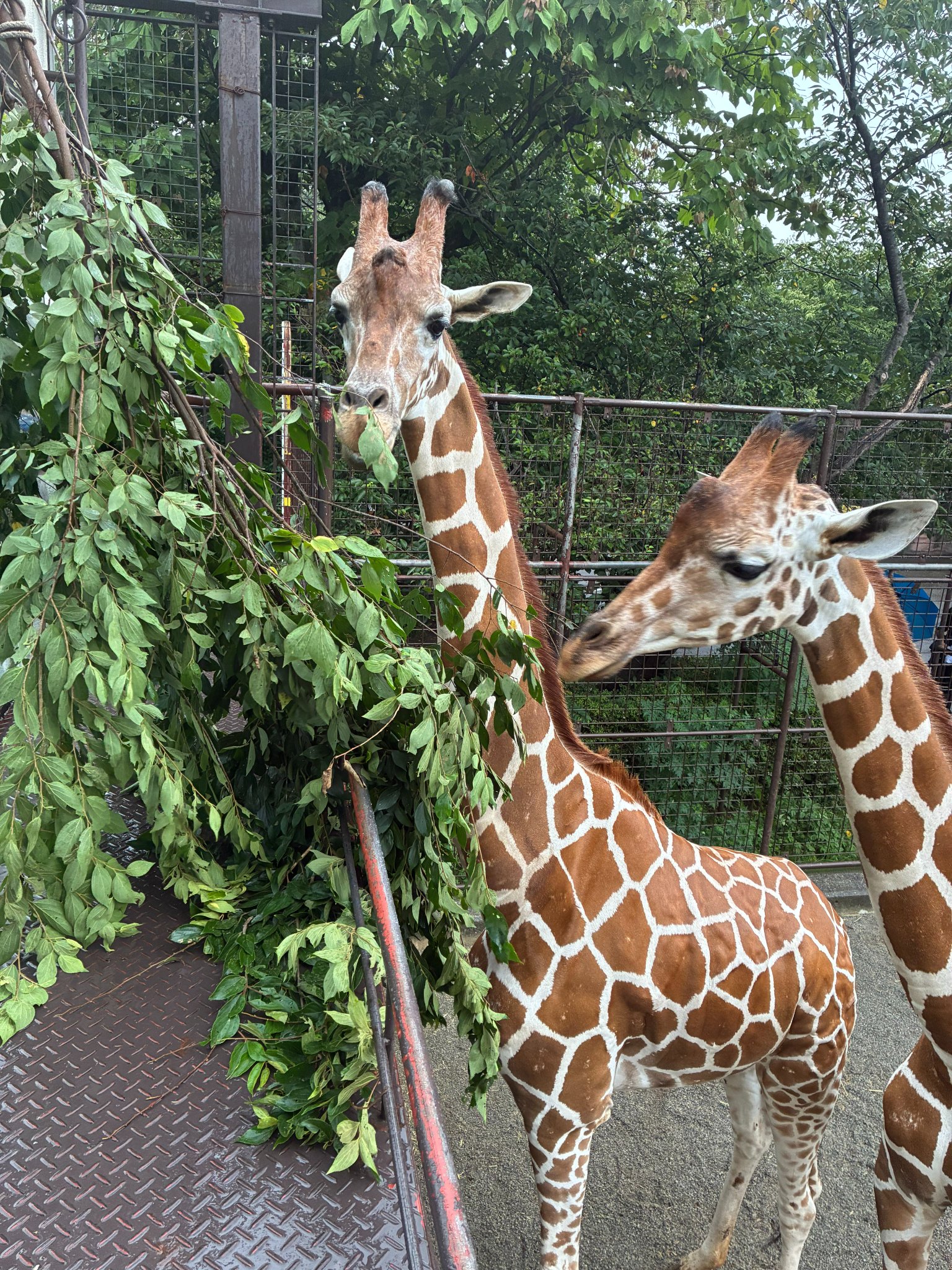 神戸市立王子動物園（公式） on X: 