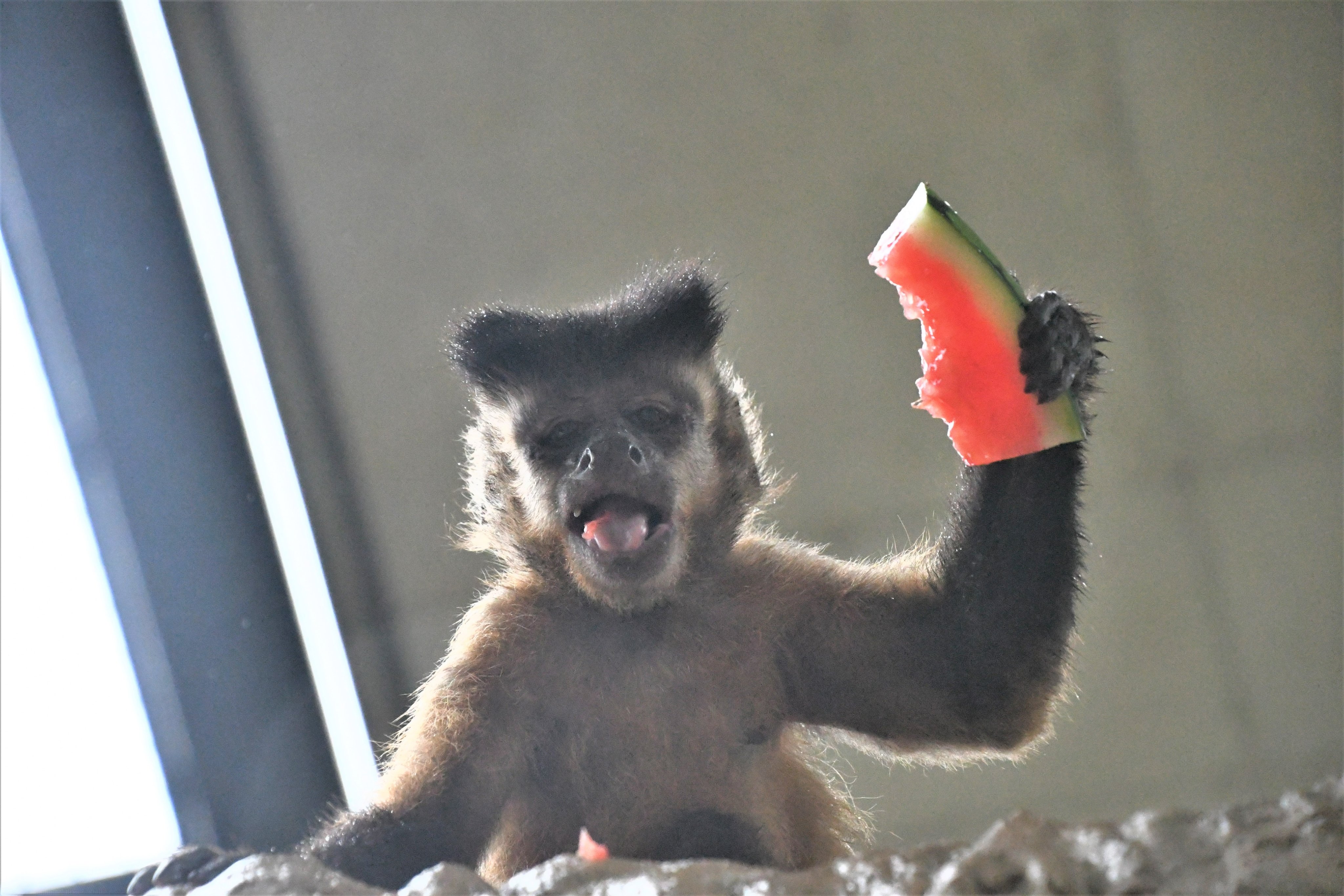 王子動物園 2010•2011ダイアリー 王子動物園 2010•2011ダイアリー 王子動物園 2010&2011年 ダイアリー