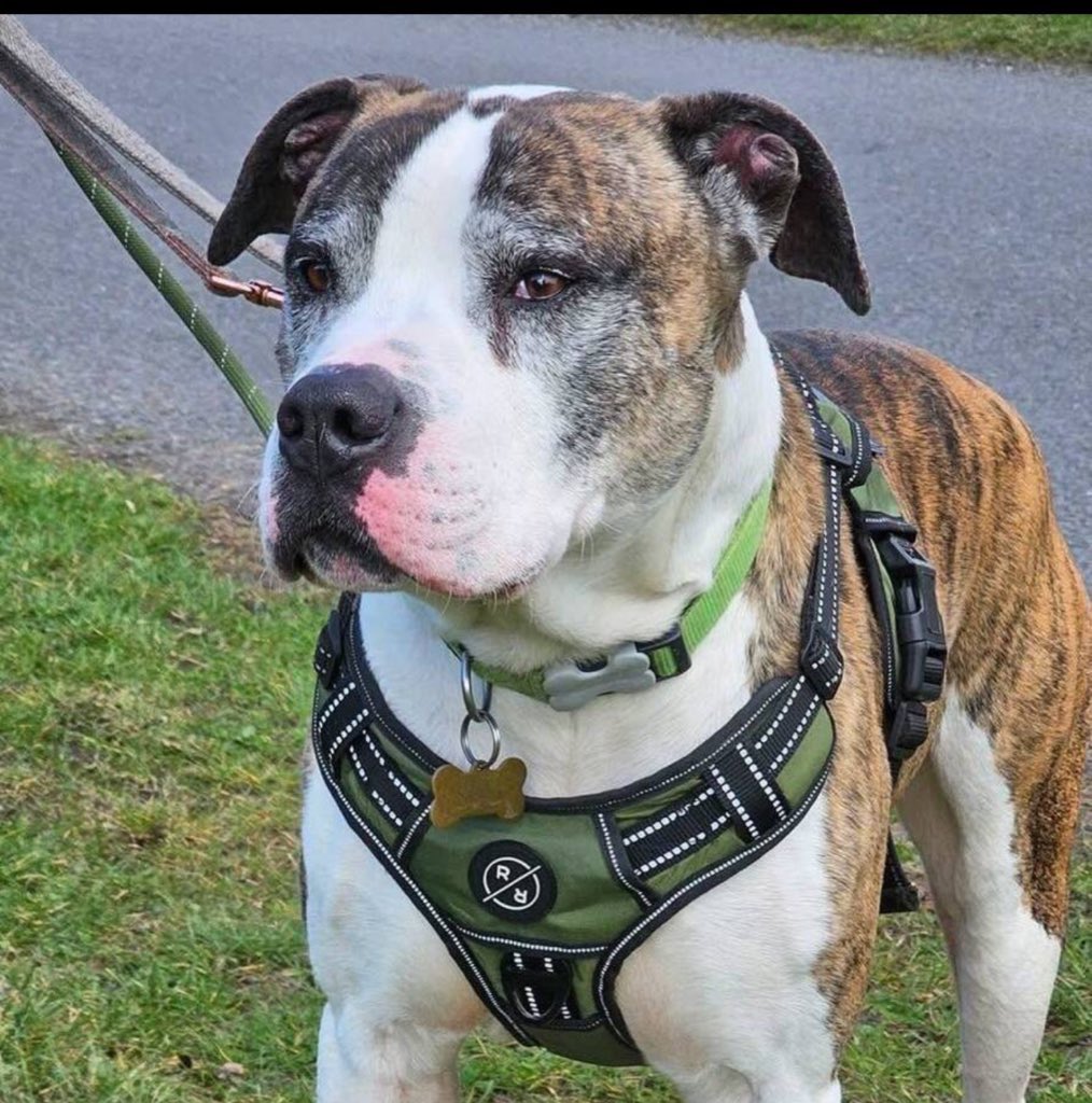 karen73984451's tweet image. #k9hour
#rehomehour
Looking for a fabulous forever home is fantastic fella #Wallace plz RT #TeamZay @SeniorStaffy