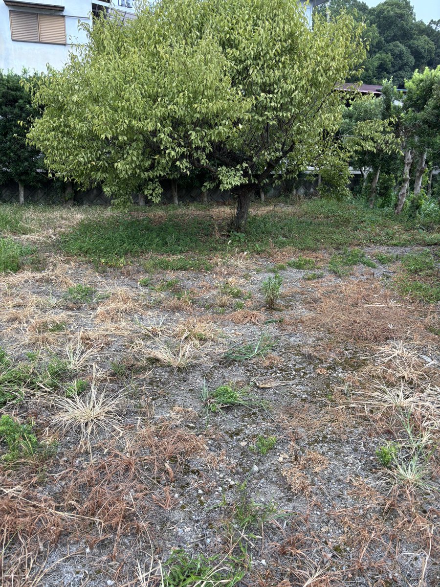 Hbucyo's tweet image. 庭の雑草に悩まされています。。雑草に悩まされている場所は相当数あり、農地のみならず、空き地、道路、河川敷、用水路、工場や倉庫の外周、墓地や寺社の敷地、太陽光発電の周囲、ゴルフ場、、思い付くだけでも山ほどありますね

prtimes.jp/main/html/rd/p…

#雑草対策 #Allynav #草刈りロボット