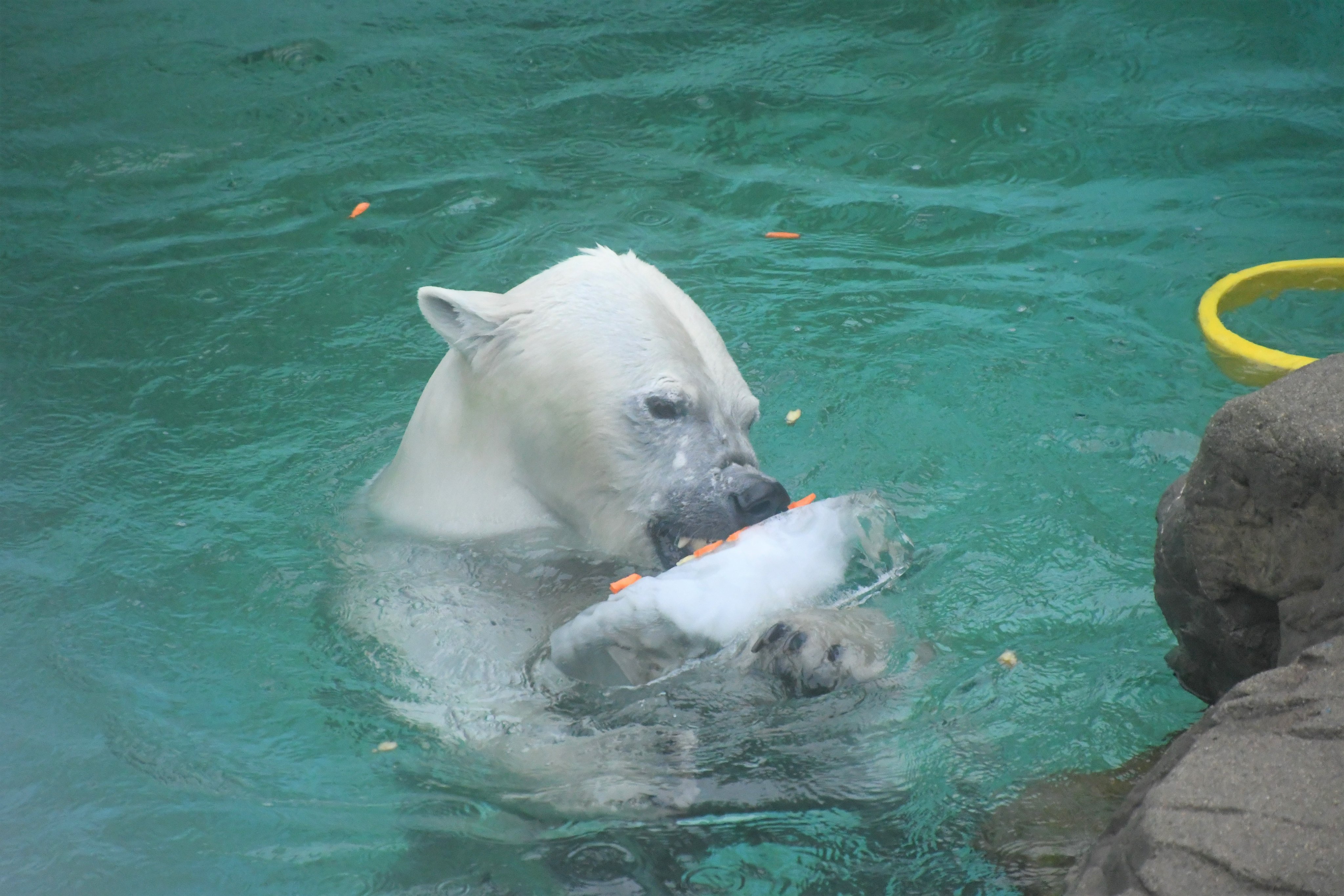 王子動物園 2010•2011ダイアリー 神戸市立王子動物園（公式） on X: 