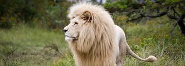 aselemfound's tweet photo. 🦁🦁🦁🦁🦁🦁
What a day after World Lion Day! 🌱💚 

It’s August 11, 2025, and here at the ASELEM Foundation, we’re still feeling the heartbeat of those majestic kings of the savanna. 💚🦁 

#WorldLionDay #SaveLions #SaveTheKing https://t.co/WnkSFBKhTq