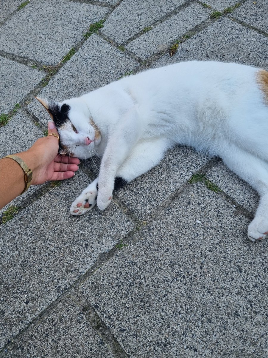 U know its gonna be good day when you run into a kitty on your way to work