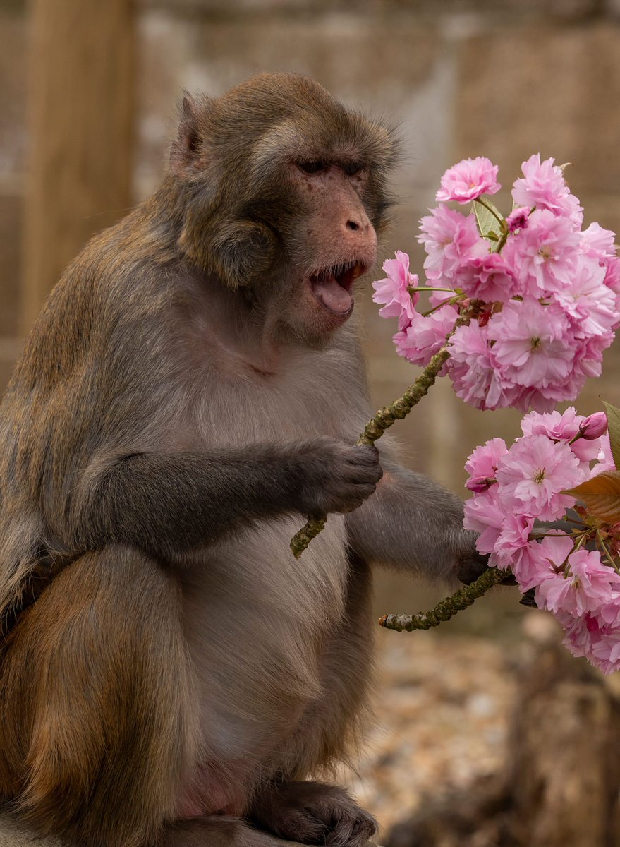 Happy birthday to this little legend! ✨️

Hobo turns 18 today. 🎁
Join us in wishing him a happy (treat filled) birthday! 🎉🥳🎈

#happybirthday #isleofwight #summerholidays #birthday