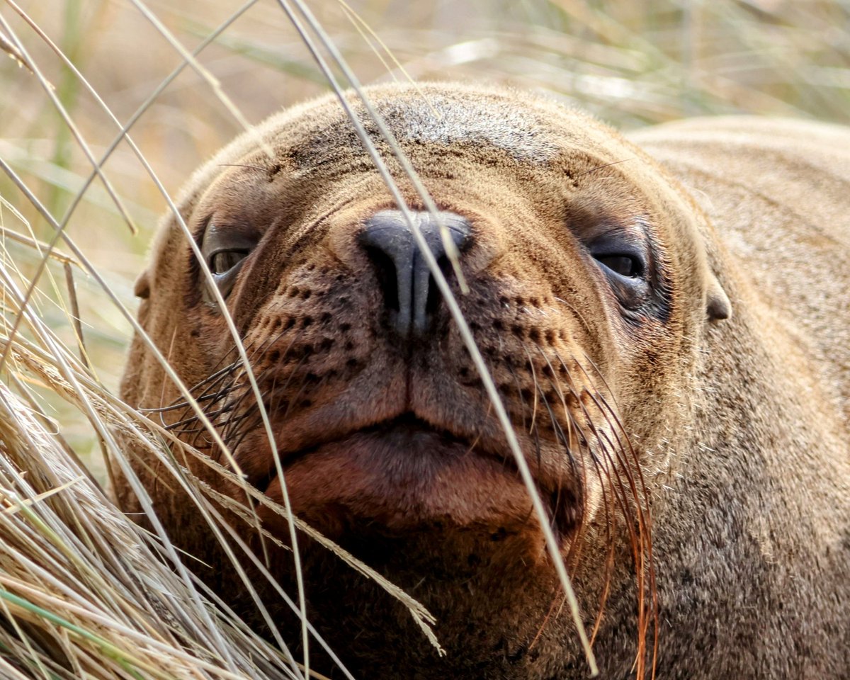 Sending you all a sleepy sea lion from Cape Pembroke in the #Falklands, to make Monday a little bit better. #MondayMotivaton