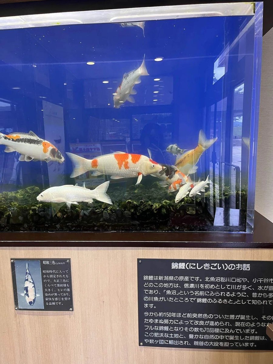 AntEspo87's tweet photo. 錦鯉が泳いでた https://t.co/Ntf44fOsPC