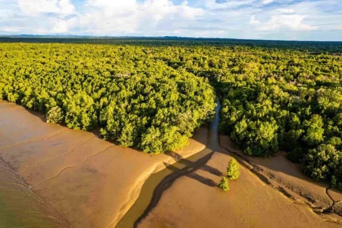 climateaidil's tweet photo. Can’t believe we’d prefer data centres that consume huge amounts of water &amp; releases a lot of CO2 instead of these ecosystems that protect our water &amp; sequester carbon. https://t.co/Lz1crh0Yf9
