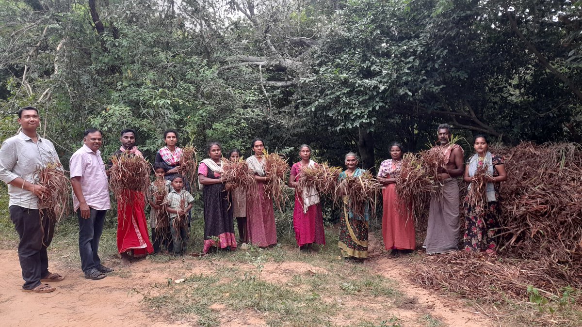 resanvs's tweet photo. 50,000 Lemongrass, 40,000 Citronella, 1000 cuttings of Patchouli and Rosemary provided from @CSIRCIMAP to tribal farmers of KAANI Tribal Sustainable Cluster, Kalakkad Mundanthurai Tiger Reserve, Tirunelveli, Tamil Nadu under @CsirAroma @PrabodhTrivedi @DrNKalaiselvi @CSIR_IND https://t.co/vLEelGomIV