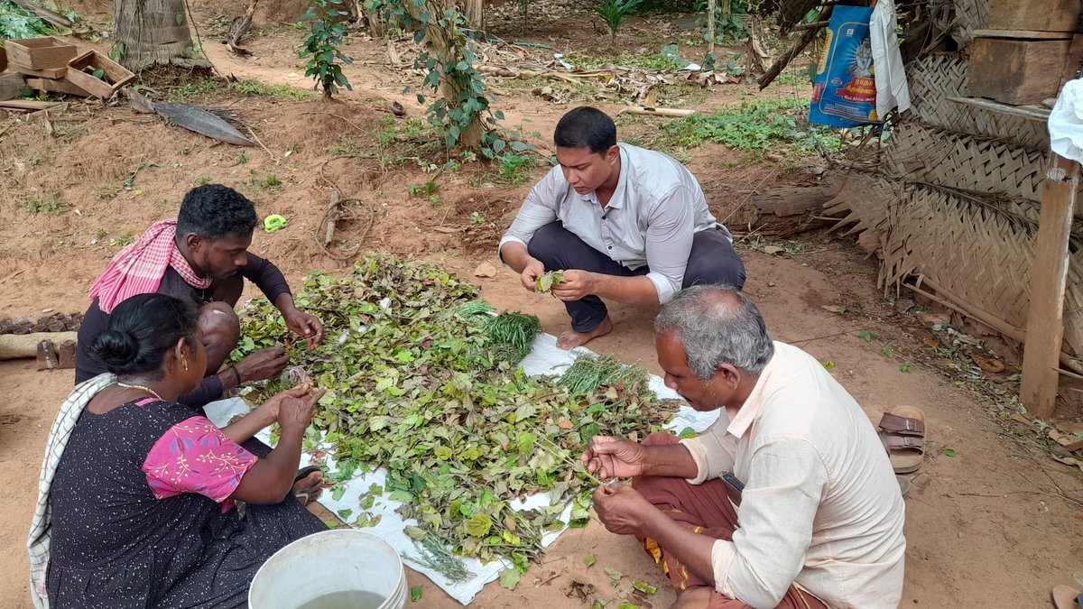 resanvs's tweet photo. 50,000 Lemongrass, 40,000 Citronella, 1000 cuttings of Patchouli and Rosemary provided from @CSIRCIMAP to tribal farmers of KAANI Tribal Sustainable Cluster, Kalakkad Mundanthurai Tiger Reserve, Tirunelveli, Tamil Nadu under @CsirAroma @PrabodhTrivedi @DrNKalaiselvi @CSIR_IND https://t.co/vLEelGomIV