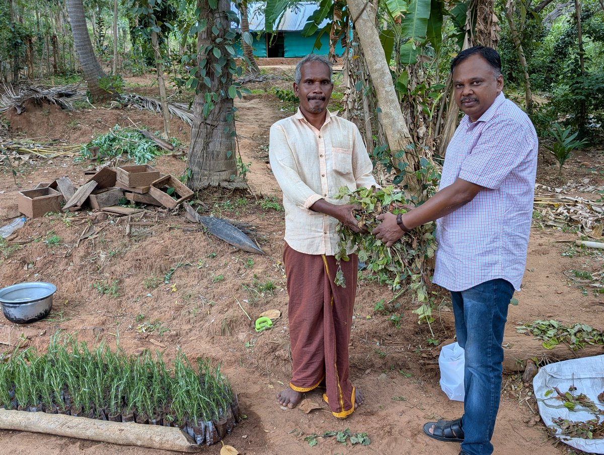 Sundaresan Velusamy (@resanvs) on Twitter photo 50,000 Lemongrass, 40,000 Citronella, 1000 cuttings of Patchouli and Rosemary provided from <a href="/CSIRCIMAP/">CSIR-CIMAP</a> to tribal farmers of KAANI Tribal Sustainable Cluster, Kalakkad Mundanthurai Tiger Reserve, Tirunelveli, Tamil Nadu under <a href="/CsirAroma/">CSIR Aroma Mission</a> <a href="/PrabodhTrivedi/">Prabodh Trivedi</a> <a href="/DrNKalaiselvi/">N Kalaiselvi</a> <a href="/CSIR_IND/">CSIR, India</a> 50,000 Lemongrass, 40,000 Citronella, 1000 cuttings of Patchouli and Rosemary provided from <a href="/CSIRCIMAP/">CSIR-CIMAP</a> to tribal farmers of KAANI Tribal Sustainable Cluster, Kalakkad Mundanthurai Tiger Reserve, Tirunelveli, Tamil Nadu under <a href="/CsirAroma/">CSIR Aroma Mission</a> <a href="/PrabodhTrivedi/">Prabodh Trivedi</a> <a href="/DrNKalaiselvi/">N Kalaiselvi</a> <a href="/CSIR_IND/">CSIR, India</a>