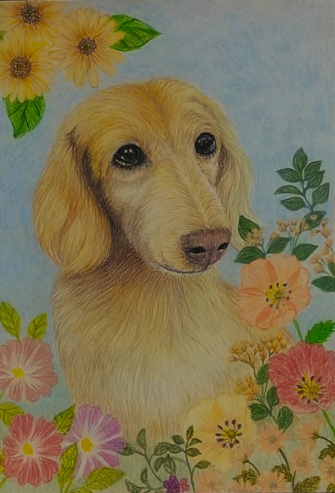 haloumaman's tweet photo. お宅のペットさんを描かせて頂けないでしょうか🙇
絵は色鉛筆とパステルを使って、B５判の紙にお描き致します✌️😊
もし、気が向かれましたら、DMまでお問い合わせお願い致します🙏 https://t.co/rSTkfUXFKF
