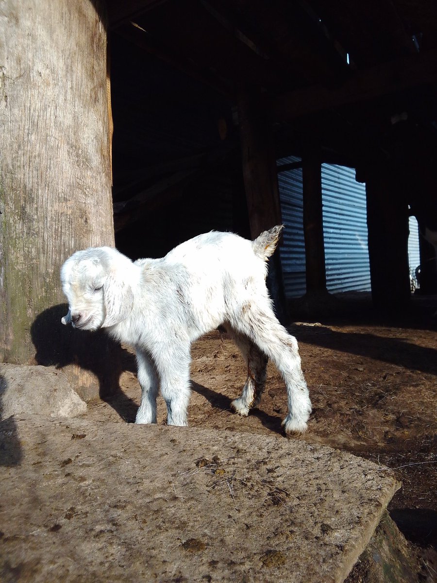 Am really proud of this guy for the great job he did and he is still doing 😄
Mon||11.8||25.