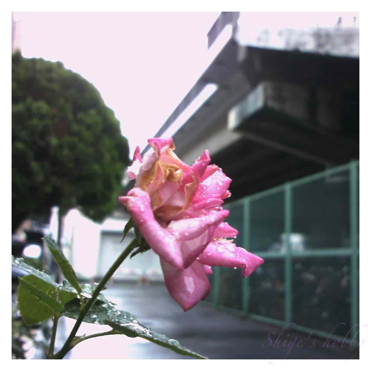 花花♡ページ　他の方購入不可 shige_art on X: 
