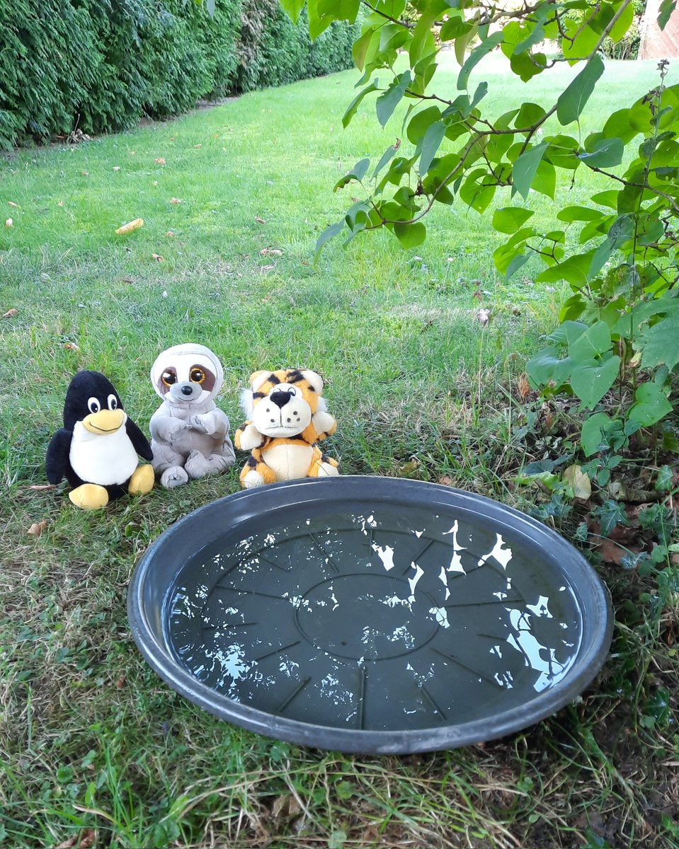 🐯🦥🐧:
In den nächsten Tagen wird es wieder heiß und trocken. Denkt an viel trinken und in Schatten gehen. Und denkt an die Tiere. Die brauchen auch was. Obwohl Vögel sowas lieber zum Baden nutzen.