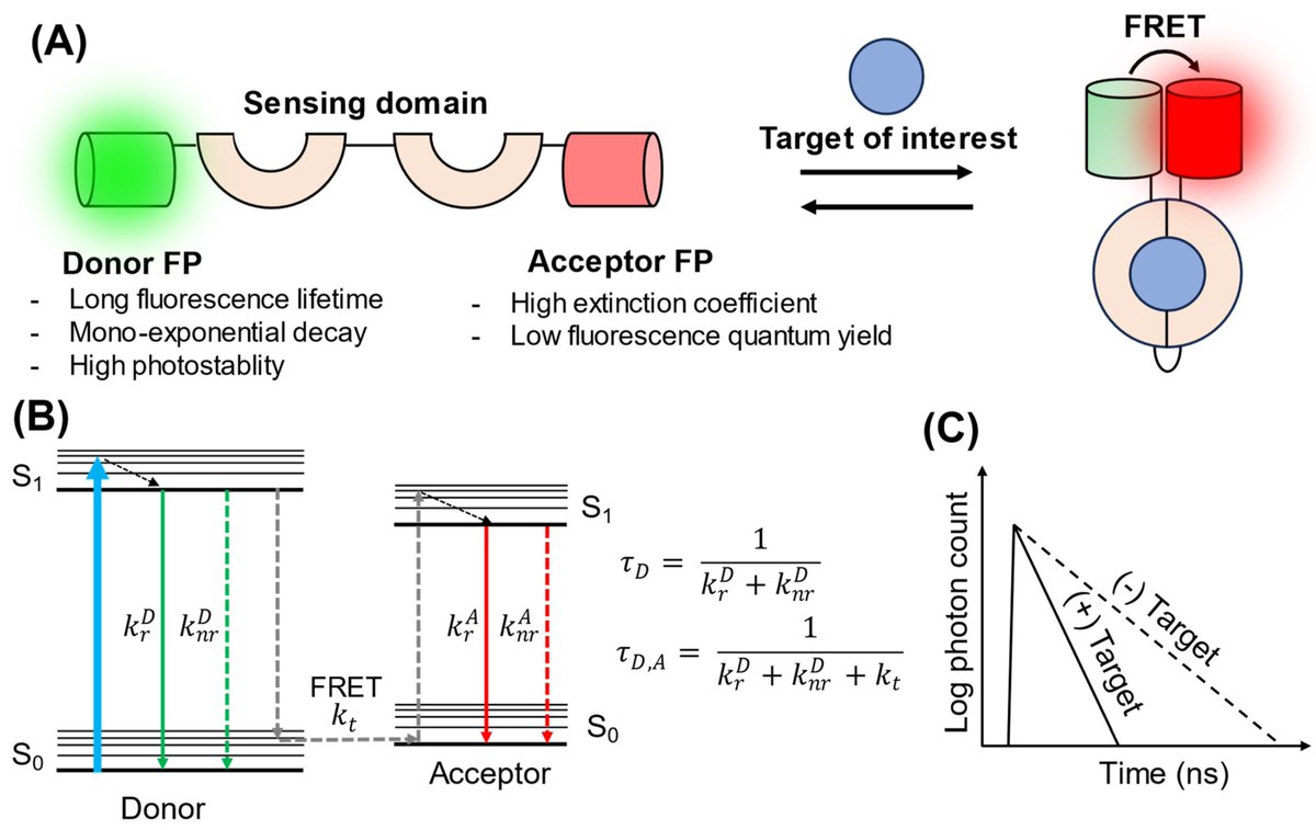 Biosensors_MDPI's tweet photo. 📣Call for Reading:

#Review
Quantitative Imaging of Genetically Encoded Fluorescence Lifetime Biosensors

by Cong Quang Vu, Satoshi Arai

https://t.co/jaaarGa21Y

#GeneticallyEncoded #fluorescence #quantitativeimaging #FRET
#biosensors #mdpi #openaccess https://t.co/ItPY8l5sTT