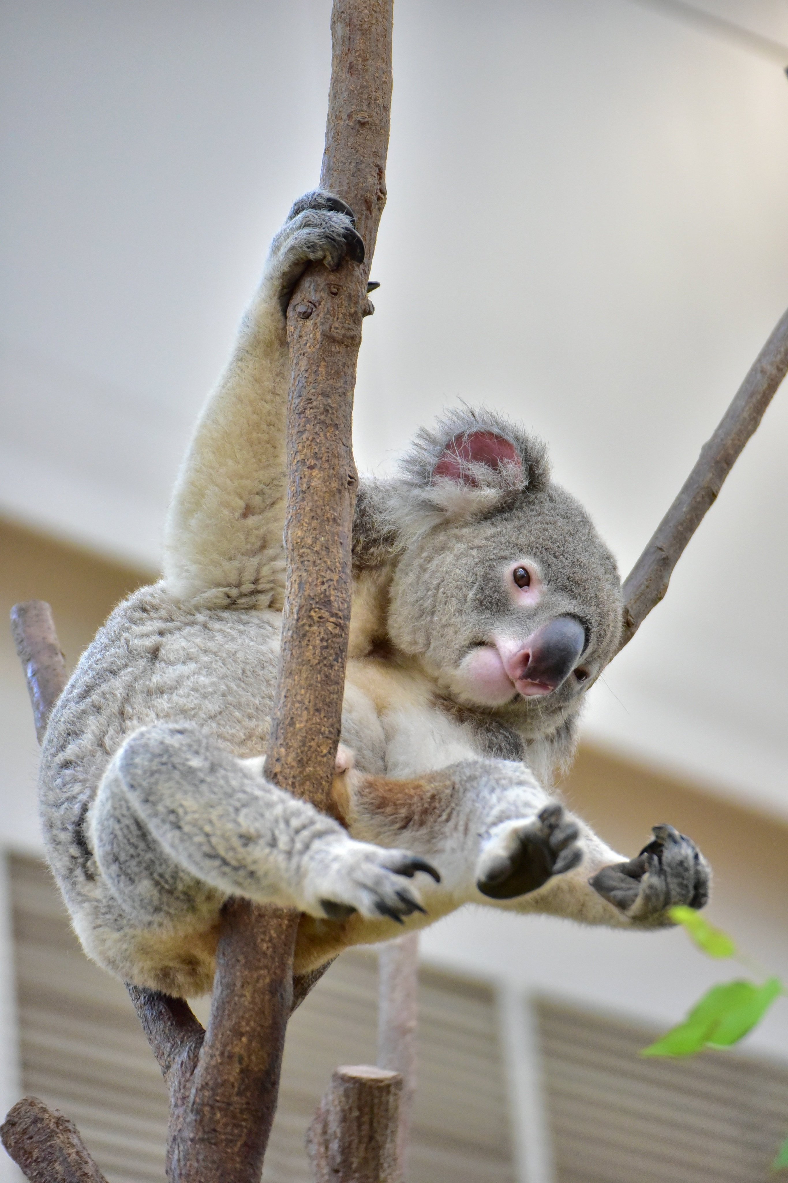 コアラ かわいい🐨💫😊 20240824 🙅‍♀️無断転載禁止です。 #コアラ