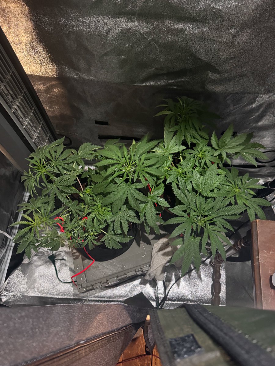 Some Snowball S1 on day 32.